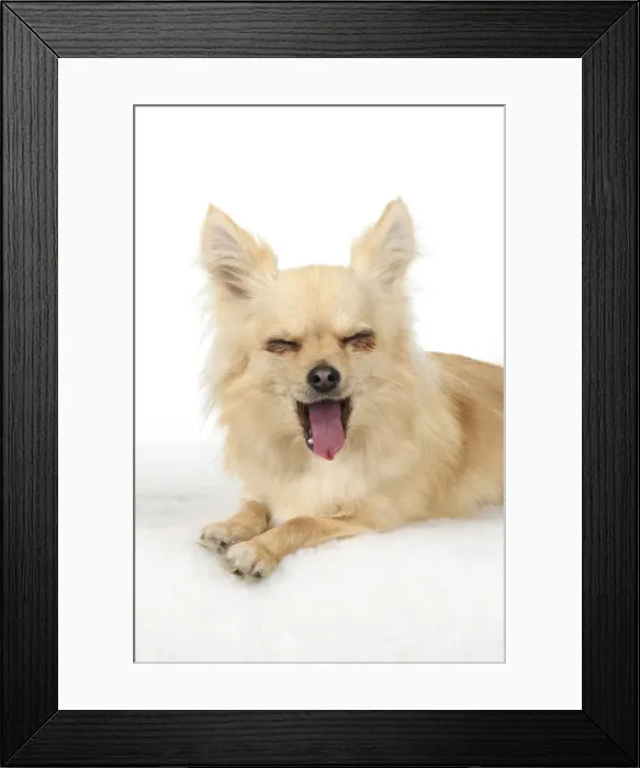 Framed Print : DOG, Chihuahua, , sitting, face, expressions, studio, white background Framed Print : DOG, Chihuahua, , sitting, face, expressions, studio, white background