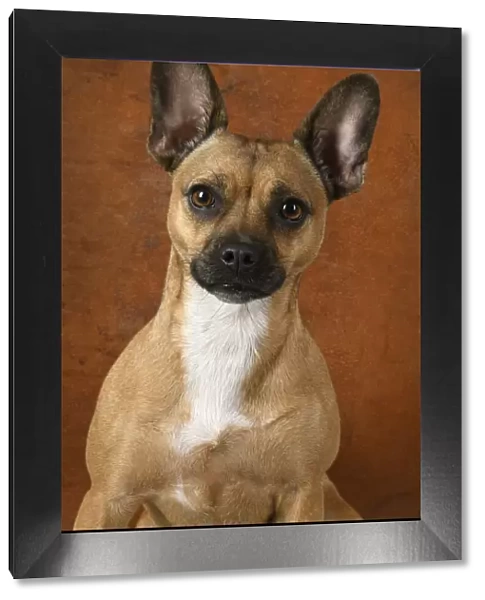 DOG, French Bulldog X Chihuahua, portrait, studio, brown background