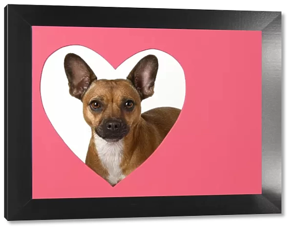 DOG, French Bulldog X Chihuahua, looking through pink heart shape, studio