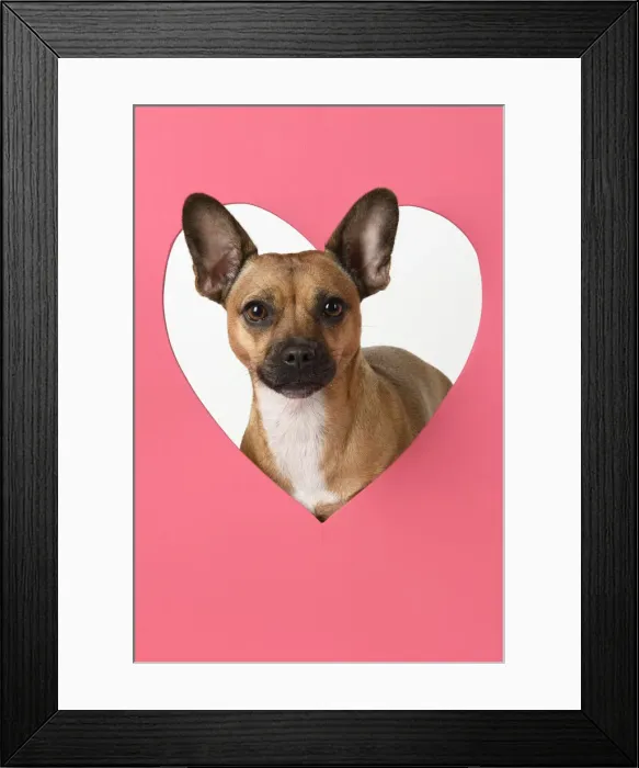 Framed Print : DOG, French Bulldog X Chihuahua, looking through pink heart shape, studio Framed Print : DOG, French Bulldog X Chihuahua, looking through pink heart shape, studio