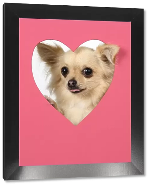 DOG, Chihuahua, with head though pink heart shaped hole, studio