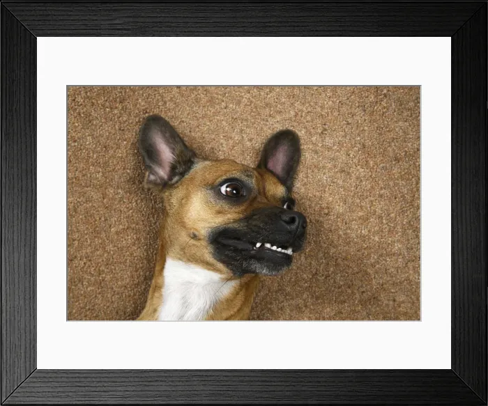 Framed Print : DOG, French Bulldog X Chihuahua, laying on its back looking up, face expressions, studio Framed Print : DOG, French Bulldog X Chihuahua, laying on its back looking up, face expressions, studio