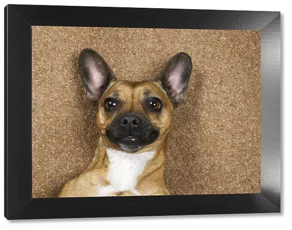 DOG, French Bulldog X Chihuahua, laying on its back looking up, face expressions, studio
