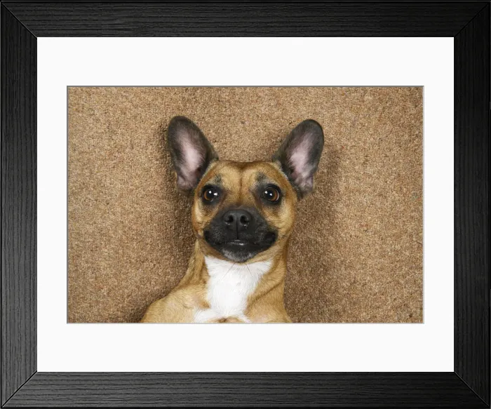 Framed Print : DOG, French Bulldog X Chihuahua, laying on its back looking up, face expressions, studio Framed Print : DOG, French Bulldog X Chihuahua, laying on its back looking up, face expressions, studio