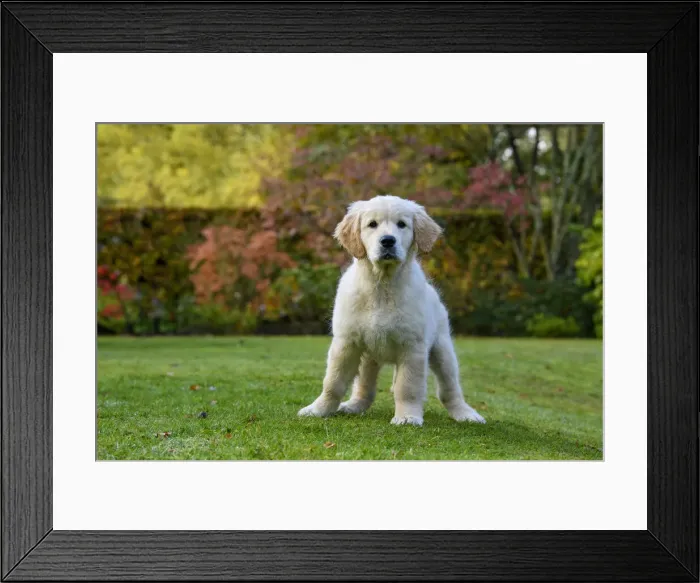 Framed Print : DOG. Golden Retriever puppy ( 12 weeks old ) sitting in a garden, autumn time Framed Print : DOG. Golden Retriever puppy ( 12 weeks old ) sitting in a garden, autumn time