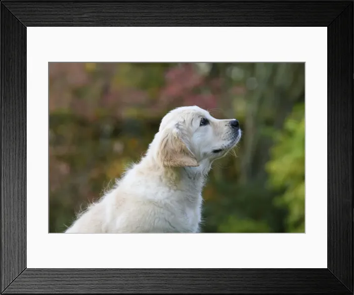 Framed Print : DOG. Golden Retriever puppy ( 12 weeks old ) sitting in a garden looking up, profile portrait, autumn time