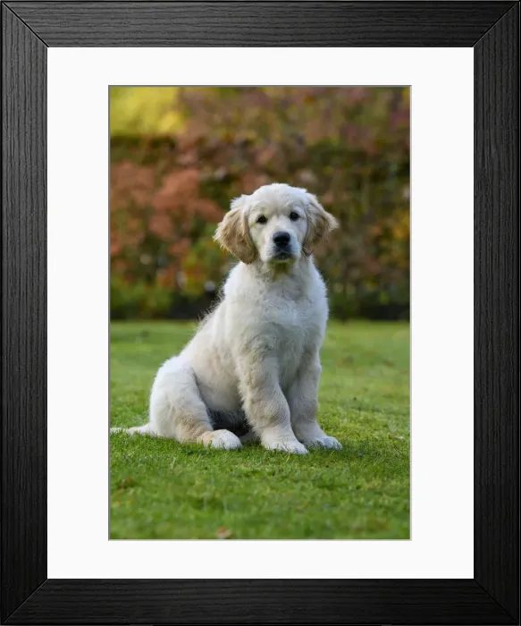 Framed Print : DOG. Golden Retriever puppy ( 12 weeks old ) sitting in a garden, autumn time Framed Print : DOG. Golden Retriever puppy ( 12 weeks old ) sitting in a garden, autumn time