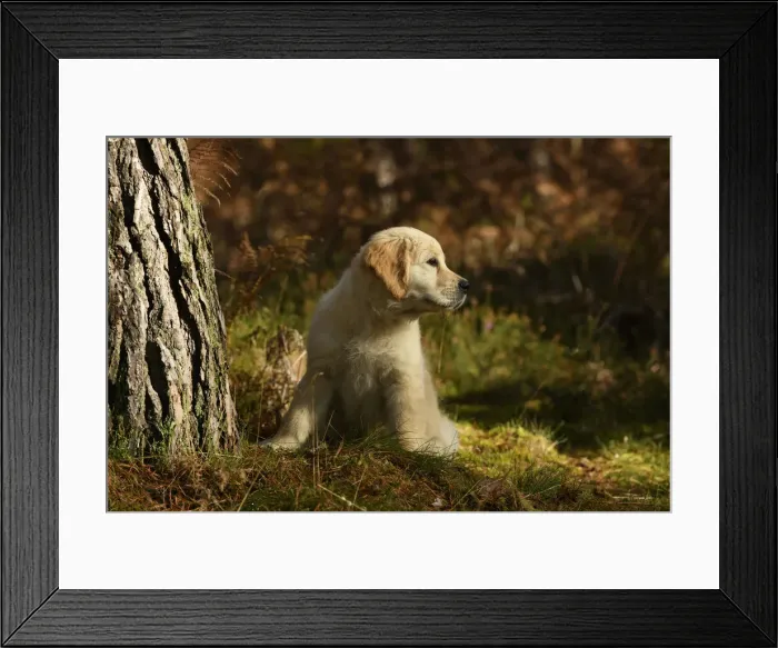 Framed Print : DOG. Golden Retriever puppy ( 12 weeks old ) sitting in pine forest, autumn time Framed Print : DOG. Golden Retriever puppy ( 12 weeks old ) sitting in pine forest, autumn time
