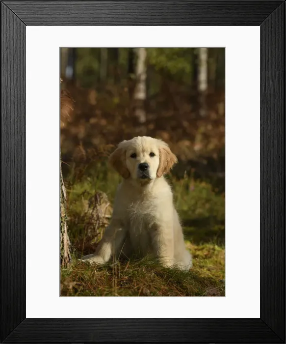 Framed Print : DOG. Golden Retriever puppy ( 12 weeks old ) sitting in pine forest, autumn time Framed Print : DOG. Golden Retriever puppy ( 12 weeks old ) sitting in pine forest, autumn time