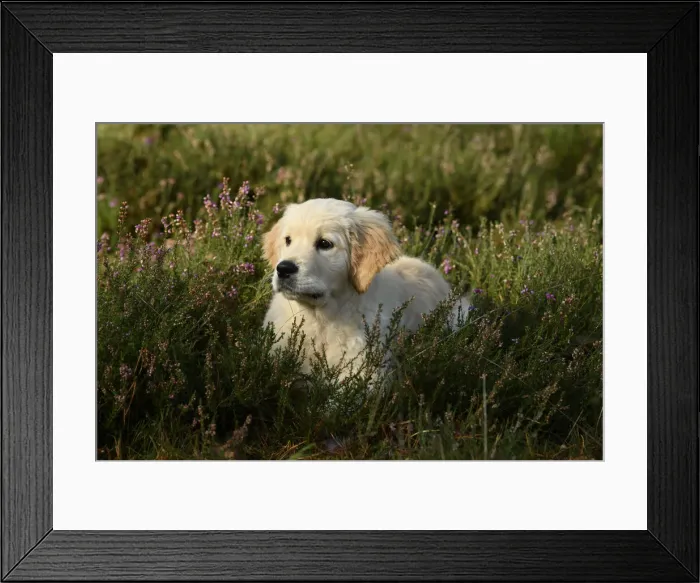 Framed Print : DOG. Golden Retriever puppy ( 12 weeks old ) sitting in heather, autumn time Framed Print : DOG. Golden Retriever puppy ( 12 weeks old ) sitting in heather, autumn time