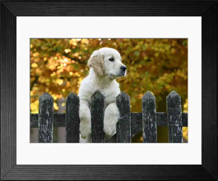 Framed Print : DOG. Golden Retriever puppy ( 12 weeks old ) looking over an old gate, paws over, autumn time Framed Print : DOG. Golden Retriever puppy ( 12 weeks old ) looking over an old gate, paws over, autumn time