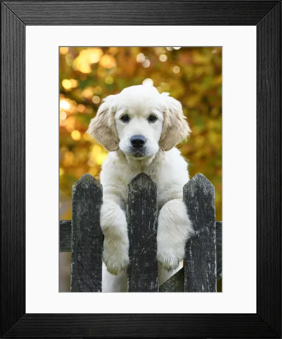 Framed Print : DOG. Golden Retriever puppy ( 12 weeks old ) looking over an old gate, paws over, autumn time