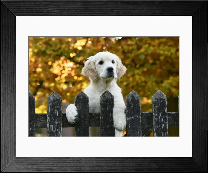 Framed Print : DOG. Golden Retriever puppy ( 12 weeks old ) looking over an old gate, paws over, autumn time Framed Print : DOG. Golden Retriever puppy ( 12 weeks old ) looking over an old gate, paws over, autumn time