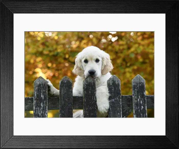 Framed Print : DOG. Golden Retriever puppy ( 12 weeks old ) looking over an old gate, paws over, autumn time