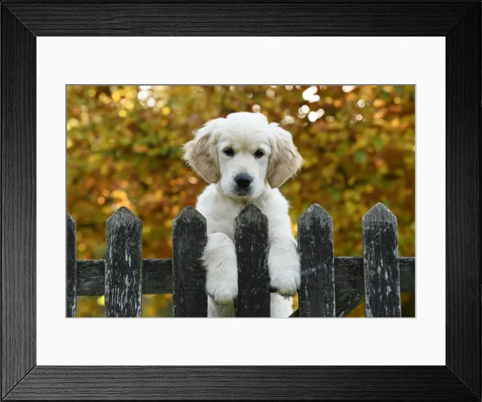 Framed Print : DOG. Golden Retriever puppy ( 12 weeks old ) looking over an old gate, paws over, autumn time Framed Print : DOG. Golden Retriever puppy ( 12 weeks old ) looking over an old gate, paws over, autumn time