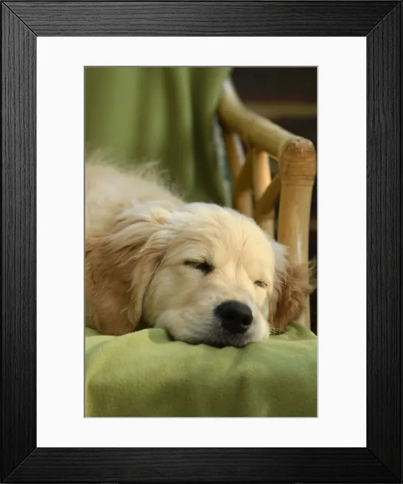 Framed Print : DOG. Golden Retriever puppy ( 12 weeks old ) sleepy, laying in a chair, eyes closed Framed Print : DOG. Golden Retriever puppy ( 12 weeks old ) sleepy, laying in a chair, eyes closed
