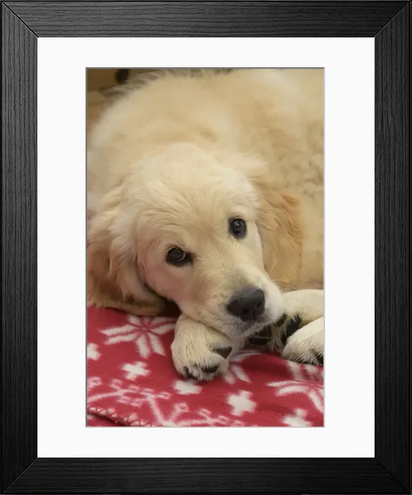 Framed Print : DOG. Golden Retriever puppy ( 12 weeks old ) sleepy, laying on a red rug eyes looking up Framed Print : DOG. Golden Retriever puppy ( 12 weeks old ) sleepy, laying on a red rug eyes looking up