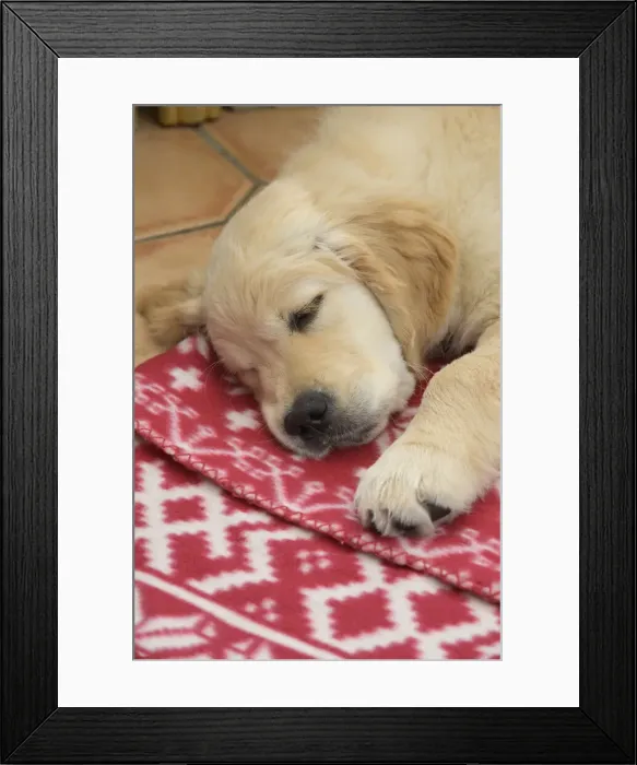 Framed Print : DOG. Golden Retriever puppy ( 12 weeks old ) sleepy, laying on a red rug eyes closed Framed Print : DOG. Golden Retriever puppy ( 12 weeks old ) sleepy, laying on a red rug eyes closed