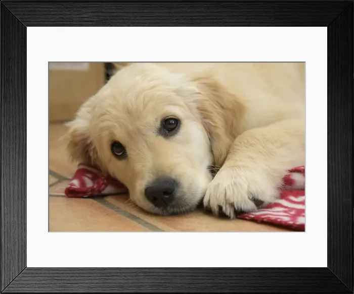 Framed Print : DOG. Golden Retriever puppy ( 12 weeks old ) sleepy, laying on a red rug eyes looking up Framed Print : DOG. Golden Retriever puppy ( 12 weeks old ) sleepy, laying on a red rug eyes looking up