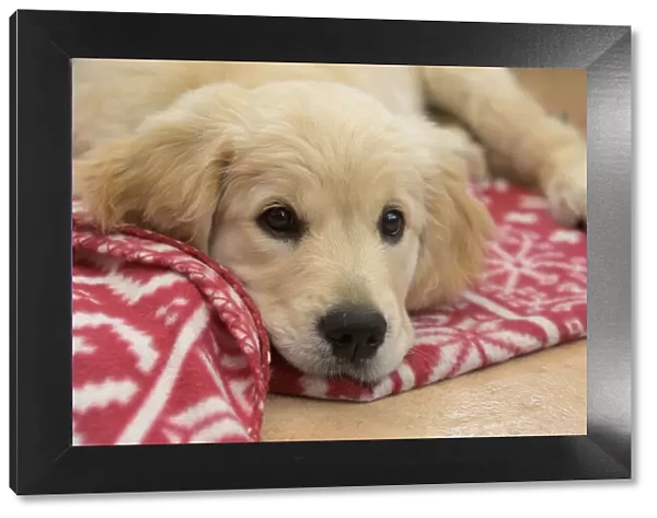 DOG. Golden Retriever puppy ( 12 weeks old ) sleepy, laying on a red rug eyes looking up