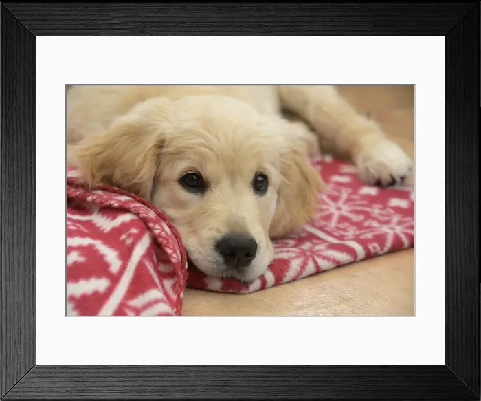 Framed Print : DOG. Golden Retriever puppy ( 12 weeks old ) sleepy, laying on a red rug eyes looking up Framed Print : DOG. Golden Retriever puppy ( 12 weeks old ) sleepy, laying on a red rug eyes looking up