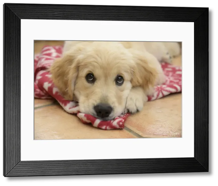Framed Print : DOG. Golden Retriever puppy ( 12 weeks old ) sleepy, laying on a red rug eyes looking up Framed Print : DOG. Golden Retriever puppy ( 12 weeks old ) sleepy, laying on a red rug eyes looking up