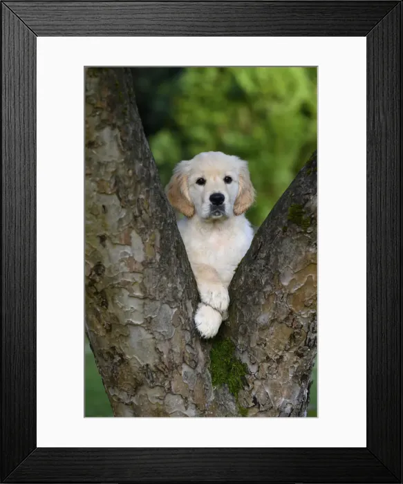 Framed Print : DOG. Golden Retriever puppy ( 12 weeks old ) looking through fork in a tree, garden, autumn time Framed Print : DOG. Golden Retriever puppy ( 12 weeks old ) looking through fork in a tree, garden, autumn time