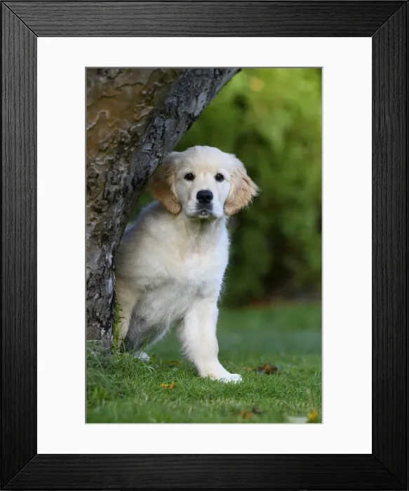 Framed Print : DOG. Golden Retriever puppy ( 12 weeks old ) looking round from behind a tree, garden, autumn time Framed Print : DOG. Golden Retriever puppy ( 12 weeks old ) looking round from behind a tree, garden, autumn time