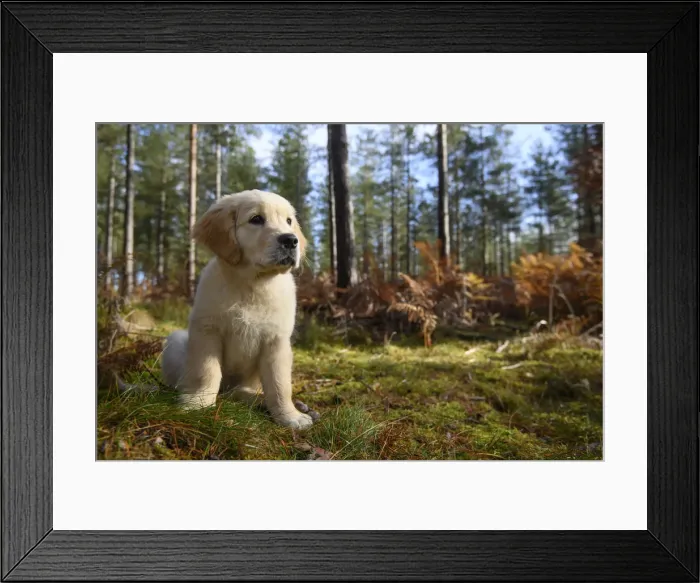 Framed Print : DOG. Golden Retriever puppy ( 12 weeks old ) sitting in pine forest, autumn time Framed Print : DOG. Golden Retriever puppy ( 12 weeks old ) sitting in pine forest, autumn time