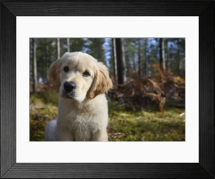 Framed Print : DOG. Golden Retriever puppy ( 12 weeks old ) sitting in pine forest, autumn time Framed Print : DOG. Golden Retriever puppy ( 12 weeks old ) sitting in pine forest, autumn time