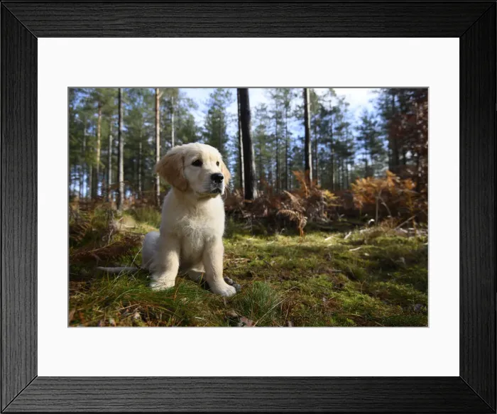 Framed Print : DOG. Golden Retriever puppy ( 12 weeks old ) sitting in pine forest, autumn time