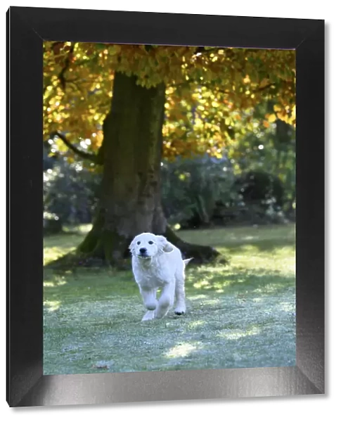 DOG. Golden Retriever puppy ( 12 weeks old ) running in a garden, autumn time