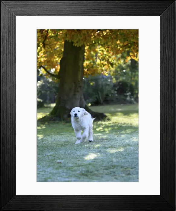 Framed Print : DOG. Golden Retriever puppy ( 12 weeks old ) running in a garden, autumn time Framed Print : DOG. Golden Retriever puppy ( 12 weeks old ) running in a garden, autumn time