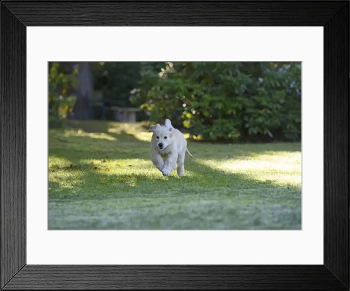 Framed Print : DOG. Golden Retriever puppy ( 12 weeks old ) running in a garden, autumn time Framed Print : DOG. Golden Retriever puppy ( 12 weeks old ) running in a garden, autumn time