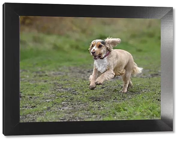 DOG, Springer Spaniel enjoying a run in a field