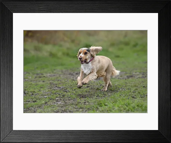 Framed Print : DOG, Springer Spaniel enjoying a run in a field Framed Print : DOG, Springer Spaniel enjoying a run in a field