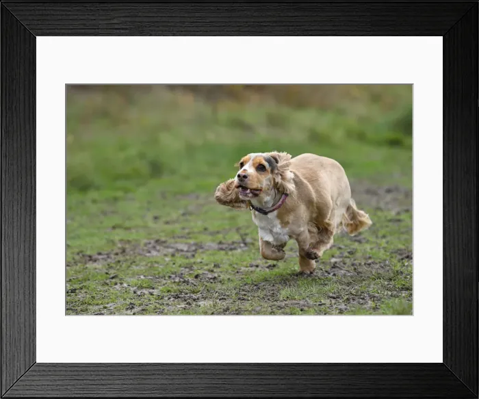 Framed Print : DOG, Springer Spaniel enjoying a run in a field Framed Print : DOG, Springer Spaniel enjoying a run in a field