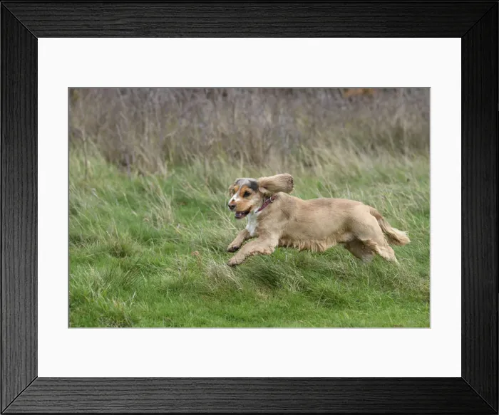 Framed Print : DOG, Springer Spaniel enjoying a run in a field Framed Print : DOG, Springer Spaniel enjoying a run in a field