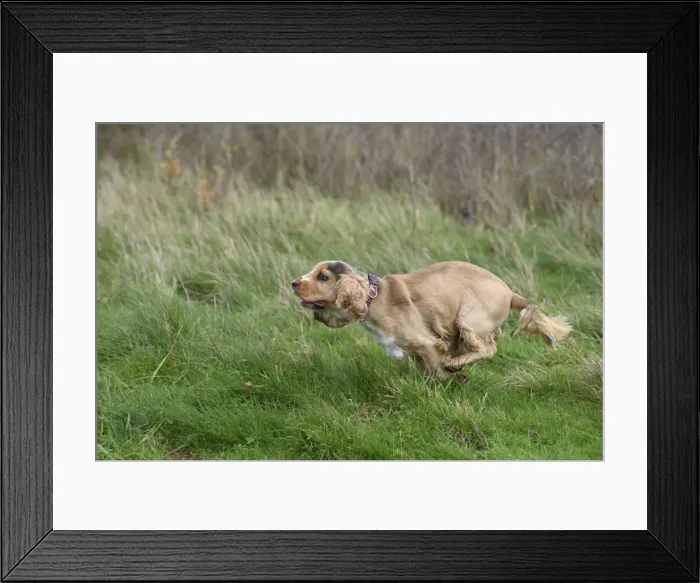 Framed Print : DOG, Springer Spaniel enjoying a run in a field Framed Print : DOG, Springer Spaniel enjoying a run in a field