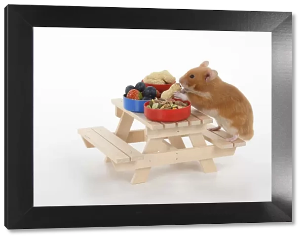 MAMMAL. Pet Hamster, eating lunch on a picnic bench, studio