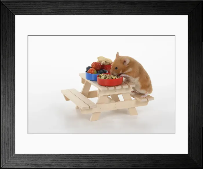 Framed Print : MAMMAL. Pet Hamster, eating lunch on a picnic bench, studio Framed Print : MAMMAL. Pet Hamster, eating lunch on a picnic bench, studio