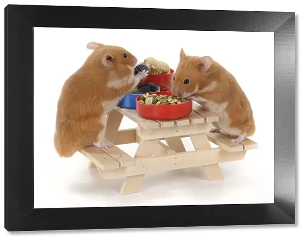 MAMMAL. Pet Hamsters, eating lunch on a picnic bench, studio