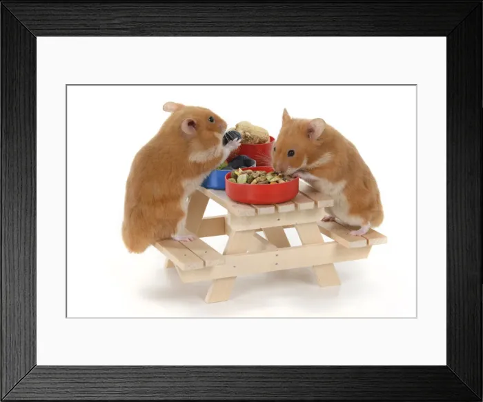 Framed Print : MAMMAL. Pet Hamsters, eating lunch on a picnic bench, studio Framed Print : MAMMAL. Pet Hamsters, eating lunch on a picnic bench, studio