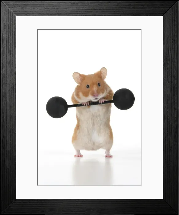 Framed Print : MAMMAL. Pet Hamster, lifting old fashioned weights, studio Framed Print : MAMMAL. Pet Hamster, lifting old fashioned weights, studio