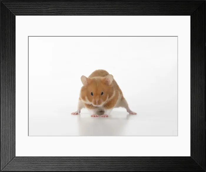 Framed Print : MAMMAL. Pet Hamster, looking cute, studio Framed Print : MAMMAL. Pet Hamster, looking cute, studio