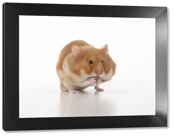 MAMMAL. Pet Hamster, eating with cheeks full of food, studio