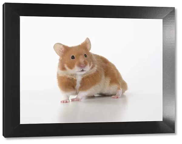 MAMMAL. Pet Hamster, looking cute, studio