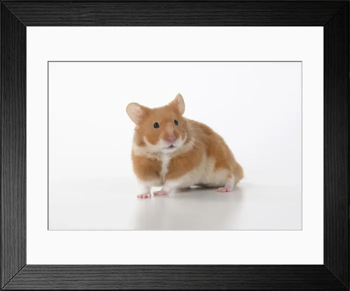 Framed Print : MAMMAL. Pet Hamster, looking cute, studio Framed Print : MAMMAL. Pet Hamster, looking cute, studio
