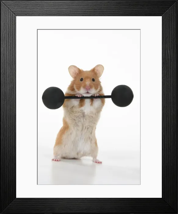 Framed Print : MAMMAL. Pet Hamster, lifting old fashioned weights, studio Framed Print : MAMMAL. Pet Hamster, lifting old fashioned weights, studio