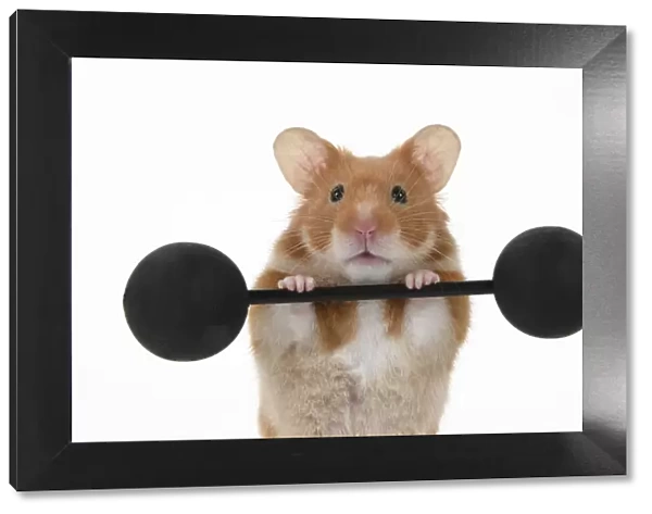 MAMMAL. Pet Hamster, lifting old fashioned weights, studio
